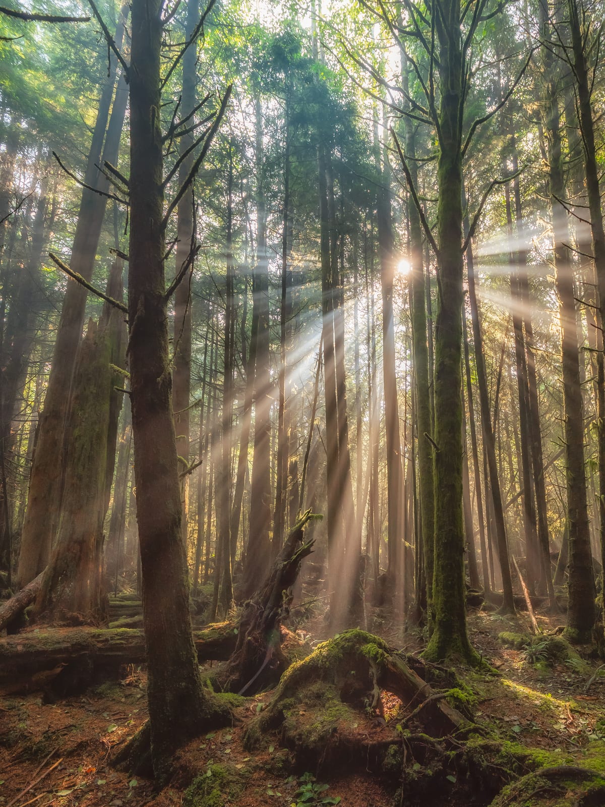 Peaceful forest with sunbeams representing holistic mental health approach at Mantra Mental Health
